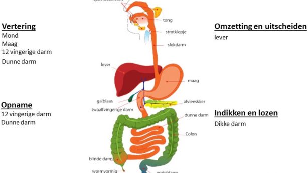 spijsvertering