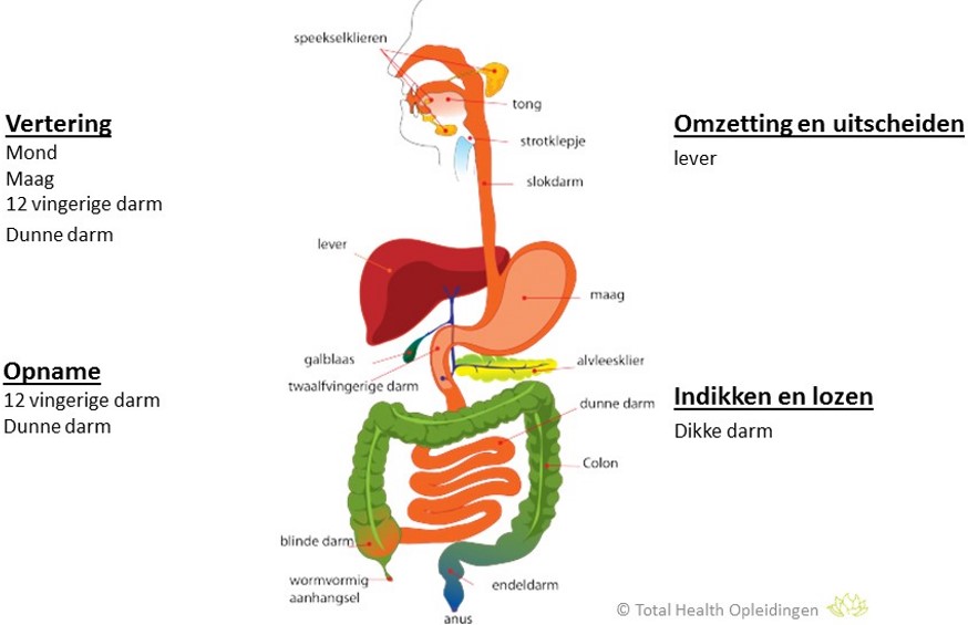 spijsvertering